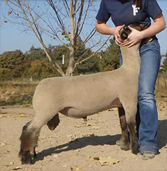 Estes Show Lambs Maggie