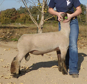 Estes Show Lambs Maggie